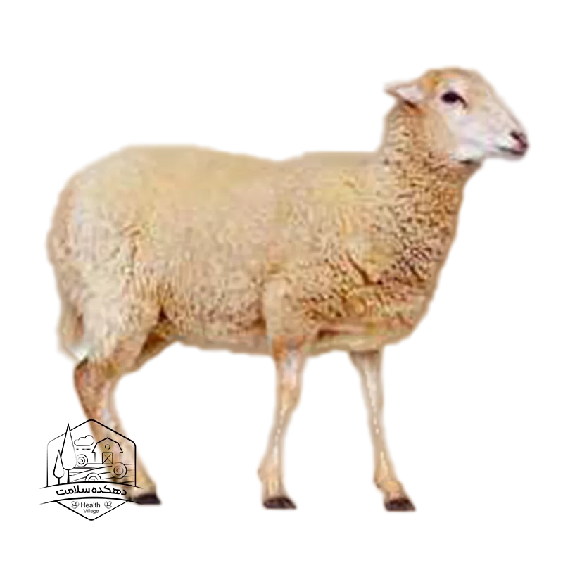 گوسفند زنده